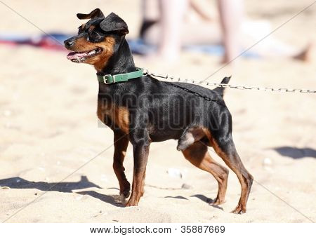 Miniatura Pinscher