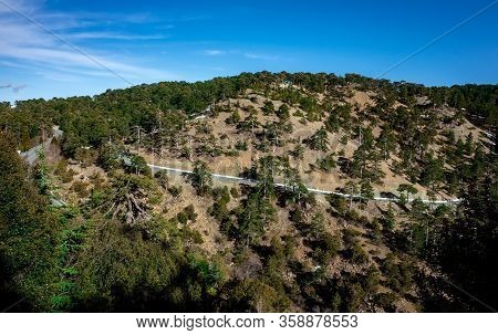 Asphalt Road Among Lebanese Cedars In A Mountain Forest In The Central Part Of The Island Of Cyprus;