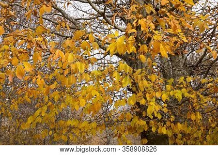 Autumn Is The Best Time To Take Photo. There Are Thousands Of Yellow Leafs Under Perfect Light