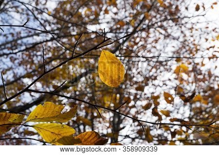 Autumn Is The Best Time To Take Photo. There Are Thousands Of Yellow Leafs Under Perfect Light