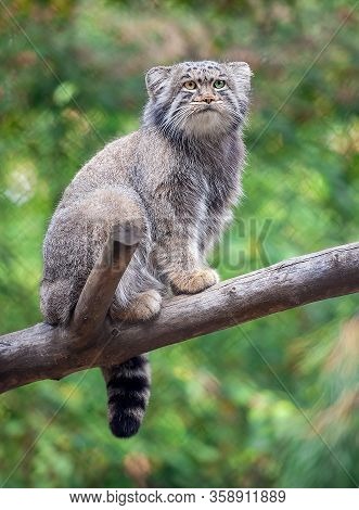 Pallas's Cat (otocolobus Manul). Manul Is Living In The Grasslands And Montane Steppes Of Central As