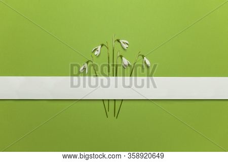 Spring Snowdrop Flowers Are Glued With Tape On A Green Background. Romantic And Tender Congratulatio