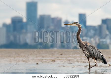 Heron rybolov s Vancouver Panorama v pozadí
