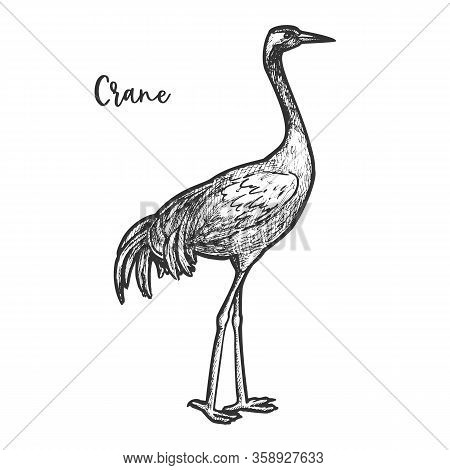 Crane Bird Sketch. Gruidae Animal With Feather