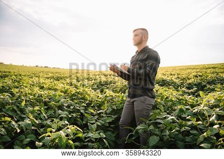 Agronomist Inspecting Soya Bean Crops Growing In The Farm Field. Agriculture Production Concept. You