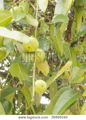 Frutas Gourka