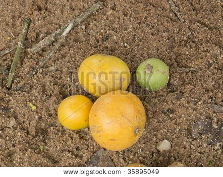 Frutas Gourka
