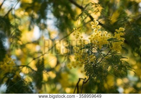 Acacia Dealbata Amarilla Mimosa Flower Women Garden