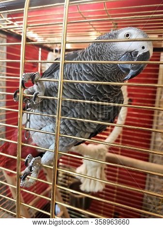 Gray Parrot Jaco In A Cage Looks At Camera. Exotic Big Parrot In Cage.
