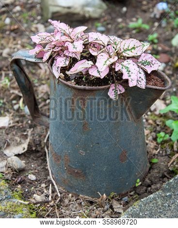 Pink Polka Dot Hypoestes Plant In Coffee Pot As A Container Garden Potted Plant Decor.  Rustic Old C