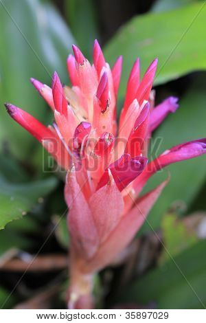 pernas de caranguejo florescendo
