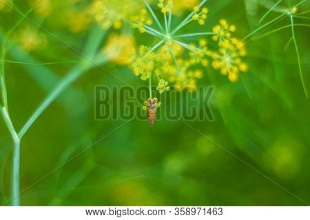 Male Common Garden Hoverfly, Myathropa Florea, Feeding On Flora, Close Up. Selective Focus