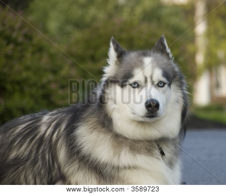 Sibiřský Husky