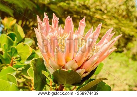 Ornamental Protea Plant Flower Original From South Africa Of The Family Proteaceae In Garajonay Nati