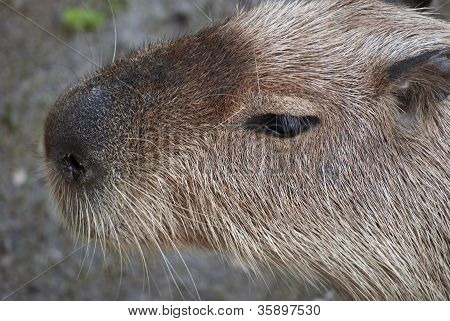Capybara