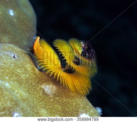 Spirobranchus Giganteus, Christmas Tree Worm Cebu Philippines