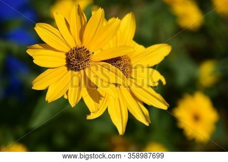 Yellow Flowers. Blooming Flowers In The Garden. Heliopsis. Sunflower Family. Yellow Daisy Flowers. C