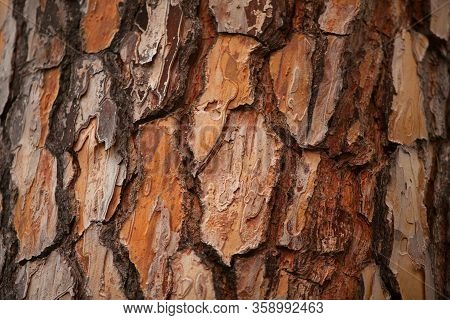 Beautiful Brown Background Of Pine Bark Without People