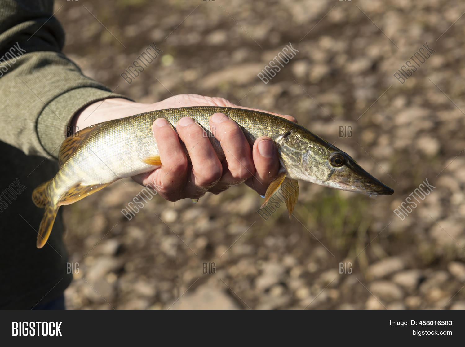 Pike River. Fish Catch Image & Photo (Free Trial) | Bigstock