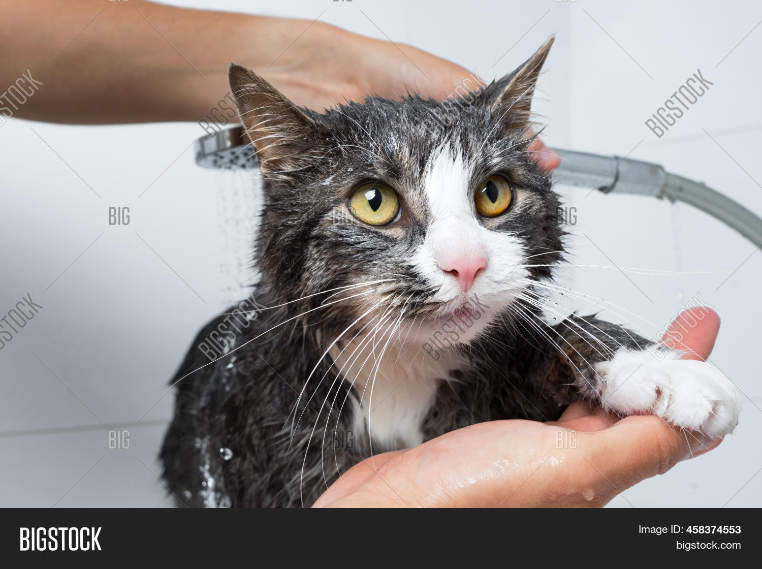 Cat Grooming. Funny Image & Photo (Free Trial) Bigstock