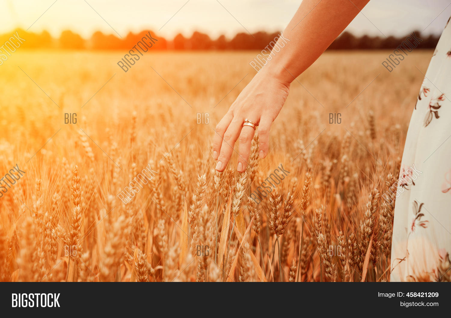Wheat Field Woman Hand Image & Photo (Free Trial) Bigstock