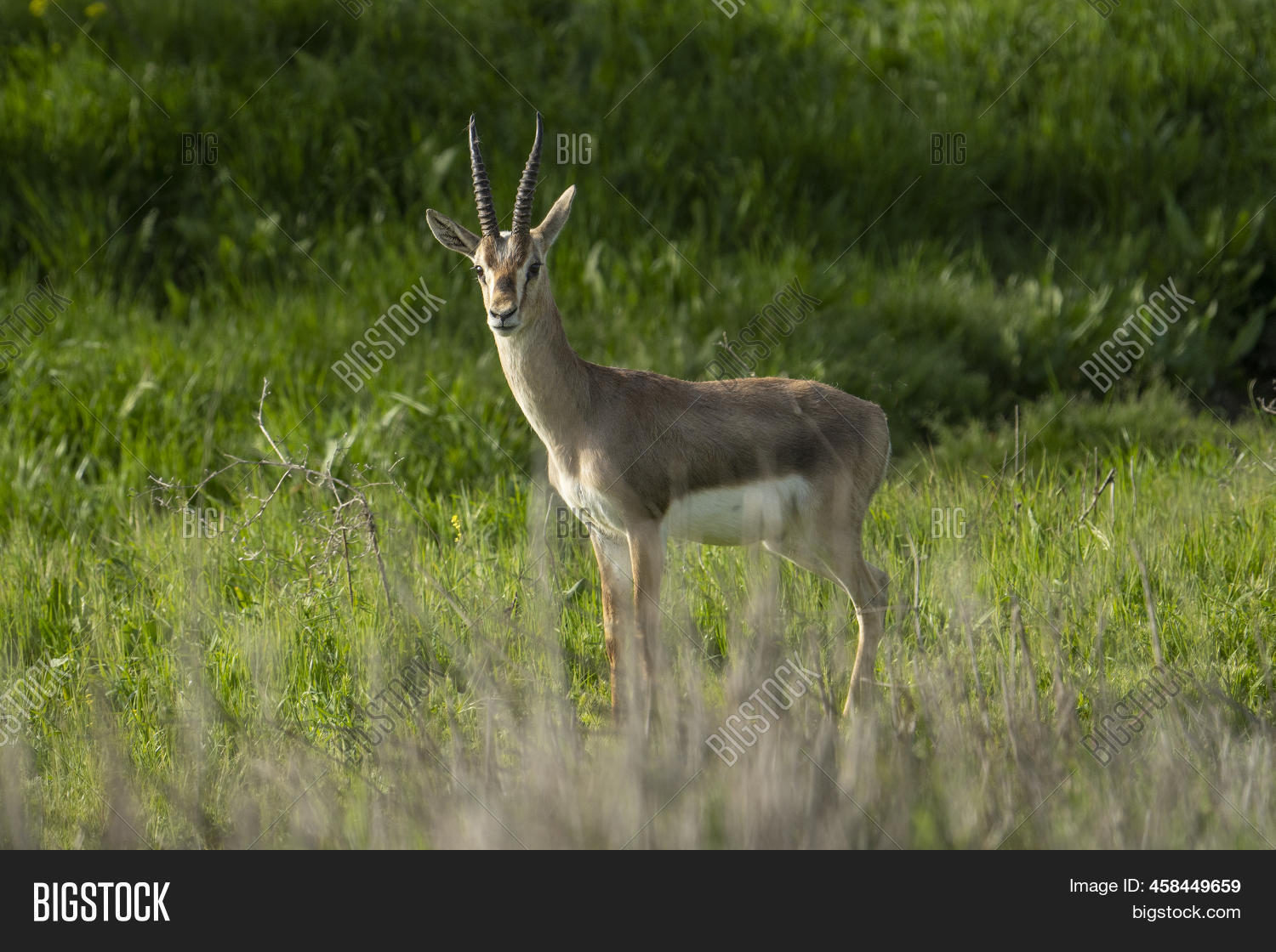 mens gazelles