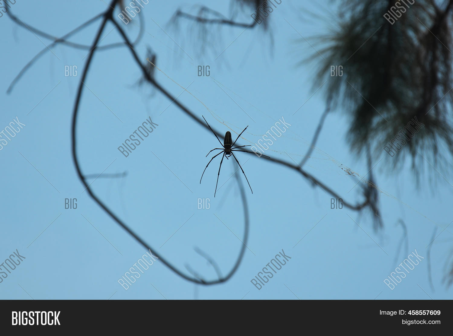 Insect Spiders Walking Image & Photo (Free Trial) | Bigstock
