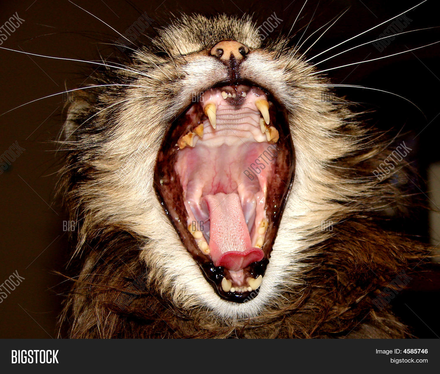 Cat Mouth Wide Open Image Photo Bigstock