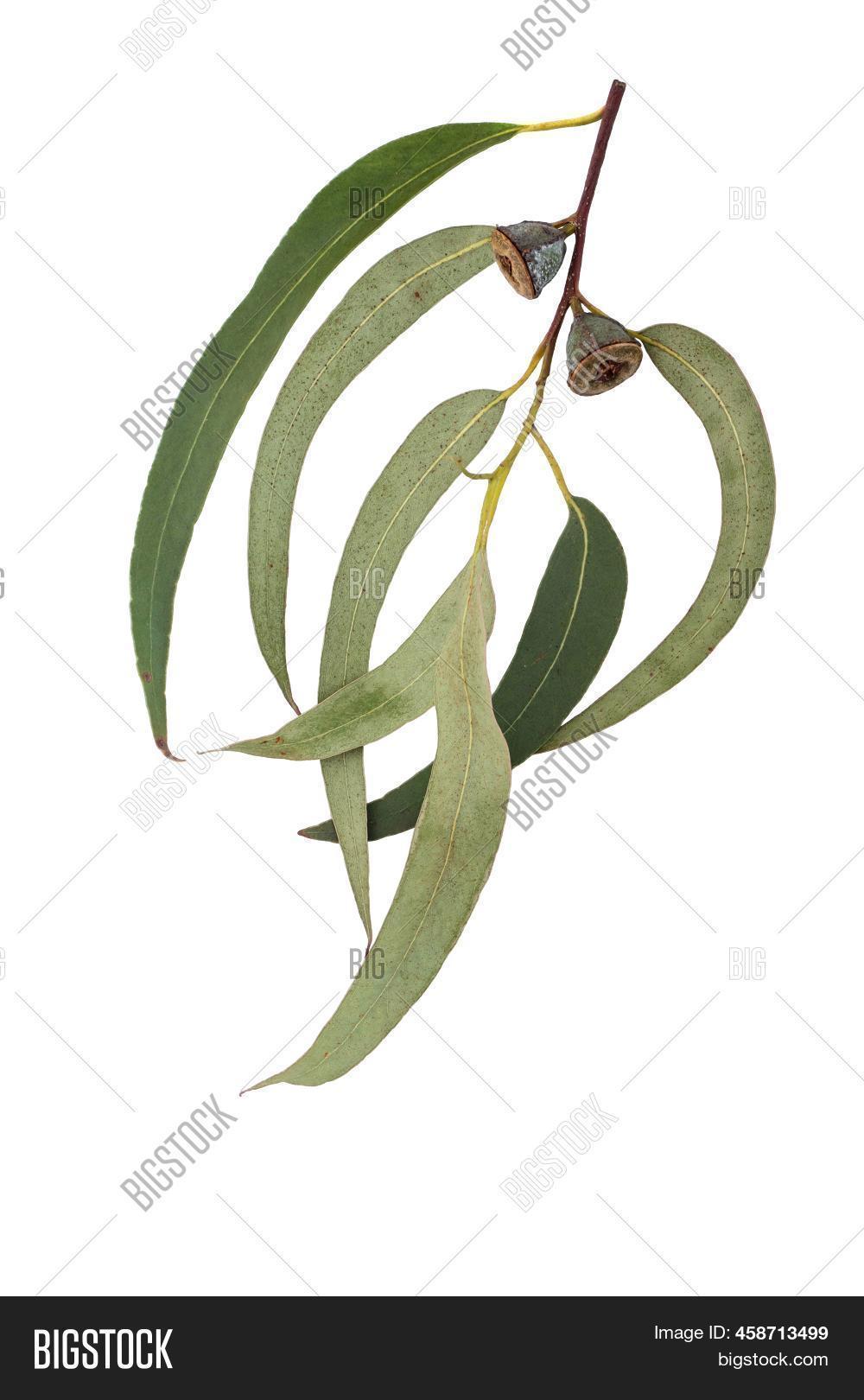 Eucalyptus Globulus Image & Photo (Free Trial) Bigstock