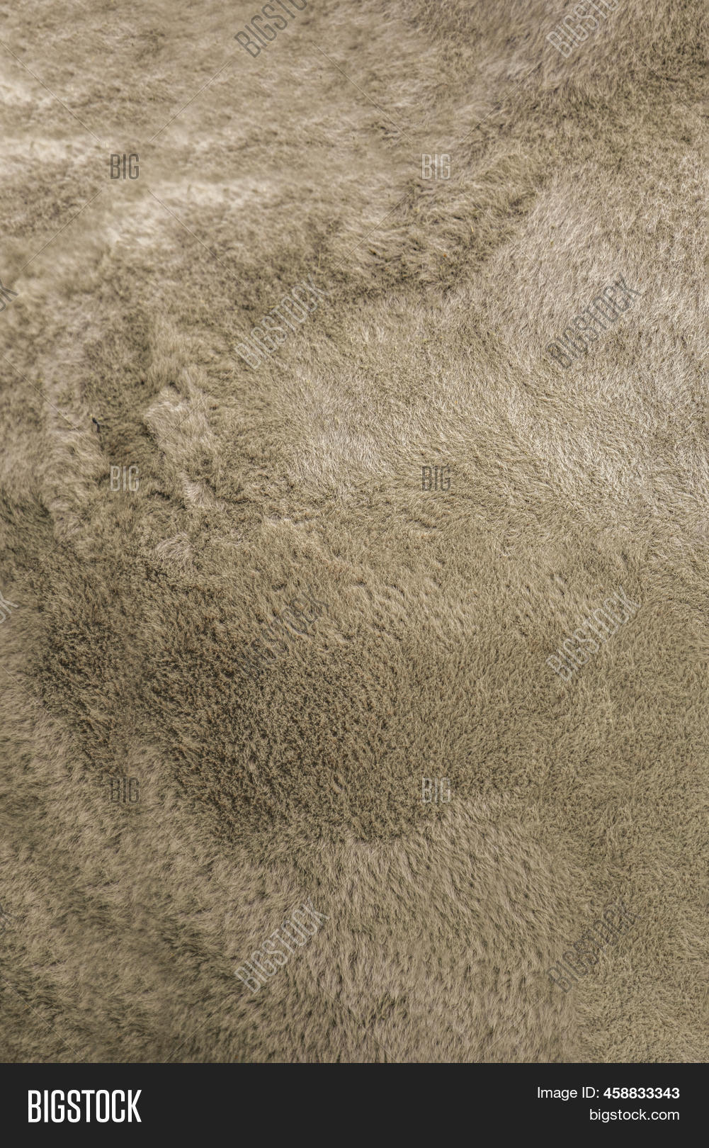 Camel Texture. Camel Image & Photo (Free Trial) Bigstock