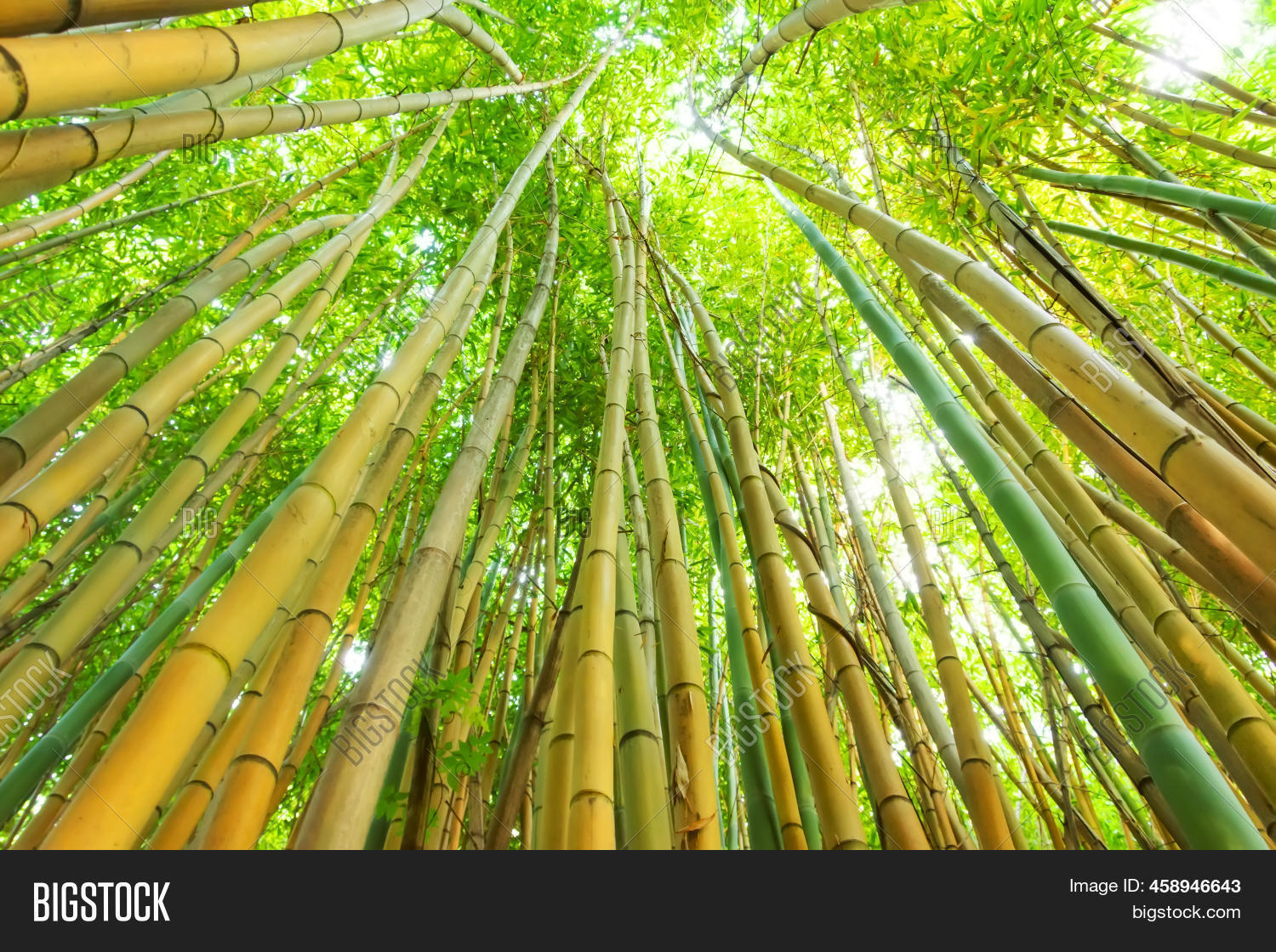 Bamboo Green Forest Image & Photo (Free Trial) Bigstock