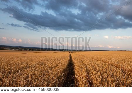 Path Through Golden Wheat Field At Sunset. Summer Landscape With Ripe Wheat And Stormy Dramatic Sky.