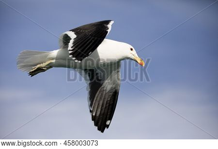 Elegant Seagull Soaring Over The South African Skies Of Gansbaai Over The Atlantic And Indian Oceans