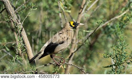 Wattled Starling (creatophora Cinerea) Kgaladadi Transfrontier Park, South Africa