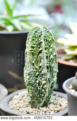Cactus Plant Or Succulent 
, Fairy Castle Cactus