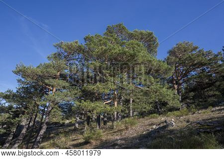 Scots Pine Forest In Fuenfria Valley, Municipality Of Cercedilla, Province Of Madrid, Spain