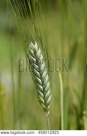 Einkorn Wheat In The Field In Spring