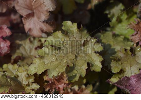 Coral Bells Orangeberry Leaves In The Garden