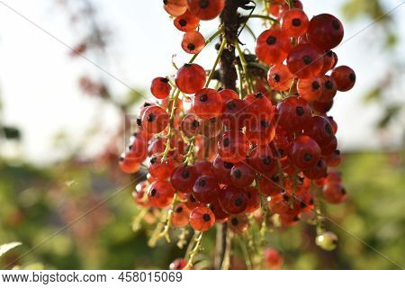 Juicy Currant Berries Grossulariaceae On A Bush In The Garden In Summer. Raspberry Isolated. Nature 