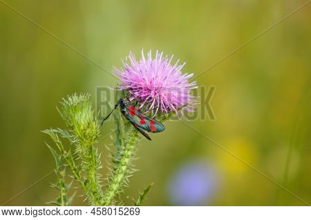 Close-up Of Six-spot Burnet On Spiny Plumeless Thistle Flower With Green Blurred Plants On Backgroun