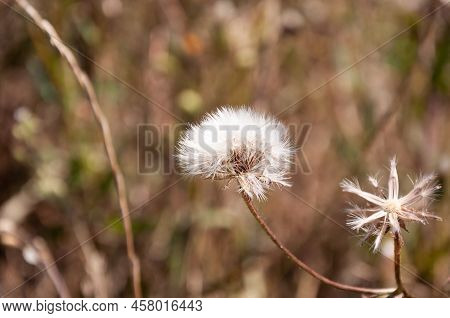 Pappus Of Thistle Plants With Feathery Bristles On Natural Background.