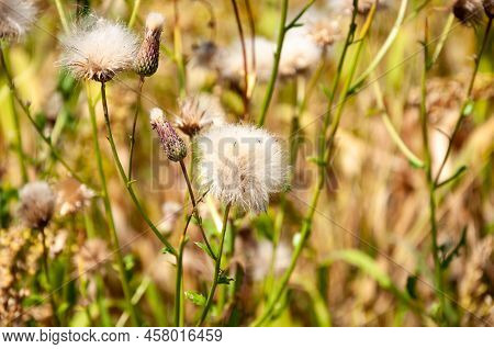 Pappus Of Cirsium Plants With Pappus-clad Flowerheads On Natural Background.