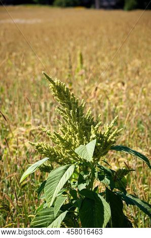 Green Flowering Amaranth Plant On Field Natural Background.