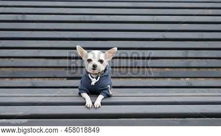 A Small White Chihuahua Dog Sits Alone On A Wooden Grey Bench In The Park While Walking. A Small Pup