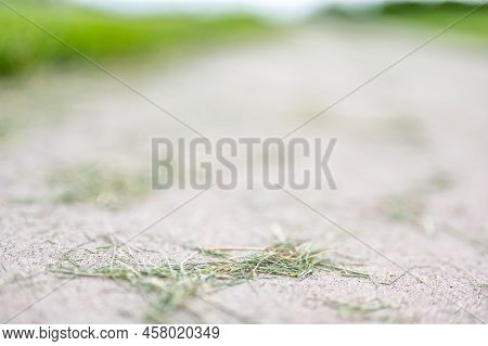 Grass Clippings Strewn Across A Residential Sidewalk After Mowing.