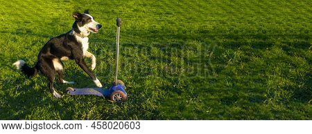 A Cheerful Border Collie Dog Rides A Scooter. Banner With Space For Text. Dog Driving A Scooter And 