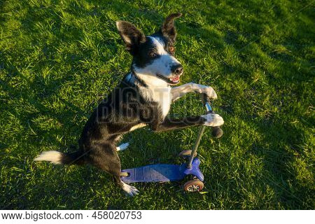 A Cheerful Border Collie Dog Rides A Scooter. Banner With Space For Text. Dog Driving A Scooter And 