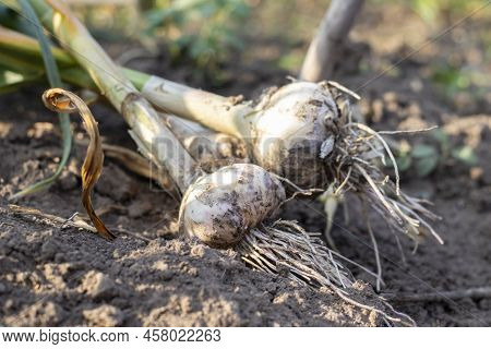 Young Garlic With Roots Lying On Garden Soil. Collection Of Lyubasha Garlic In The Garden. Agricultu