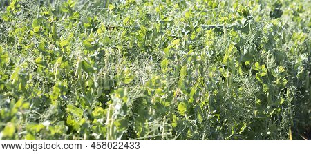 Blurred Image Of A Young Pea Plant With Pods. Sugar Peas Growing In A Summer Garden, Green Leaves, T