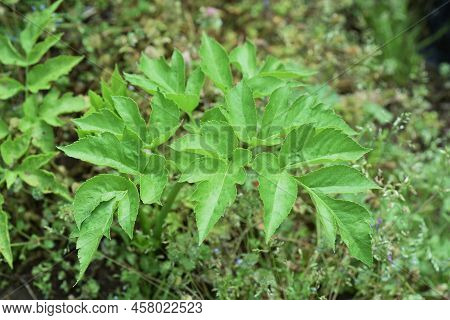 Angelica Keiskei (ashitaba) Cultivation In Vegetable Garden. Apiaceae Vegetable. It Has A Nourishing